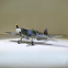 Avion Phoenix Spitfire GP/EP 140cm ARF avec train d’atterrissage rétractable de D-Power