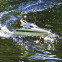 Bateau Saint Princess Carson Model Sport