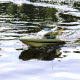 Bateau Saint Princess Carson Model Sport